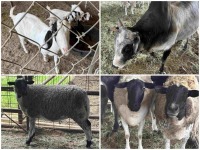 U.S. Treasury Livestock Auction | Las Palmas Veterinary Hospital (July 3-11)