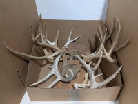 Antlers & Mounts