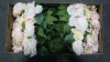 Artificial Floral Arrangements (Georgia Port/Garden City, GA)