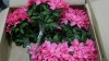 Artificial Floral Arrangements (Georgia Port/Garden City, GA) - 2
