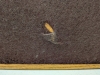 (2) Wood Rifle Cases - 8
