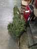 Bissell Vacuum, Christmas Tree, Self, & More - 2