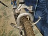 Schwinn Mountain Bike - 5