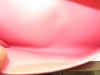 Hermes Rosey Pink Jige Clutch Purse (Laredo, TX) - 5