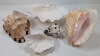 Seashells