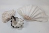 Seashells - 3
