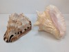 Seashells - 4