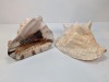 Seashells - 5