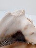 Seashells - 6