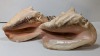 (2) PLug In Seashell Lights