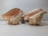 (2) PLug In Seashell Lights - 2