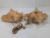 (2) PLug In Seashell Lights - 5