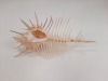 Seashells - 2