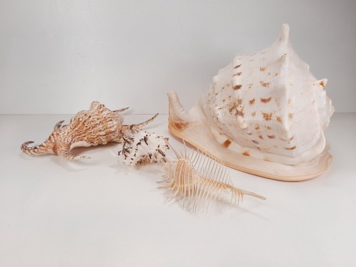 Seashells