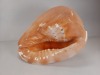 Seashells - 4