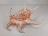 Seashells - 7