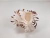 Seashells - 9