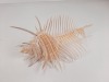 Seashells - 10