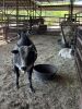 Mini Brahman Bull (Falfurrias TX)