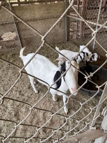 (4) Goats (Falfurrias TX)