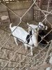 (4) Goats (Falfurrias TX)