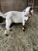 (4) Goats (Falfurrias TX) - 2