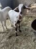 (4) Goats (Falfurrias TX) - 3