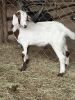 (4) Goats (Falfurrias TX) - 4