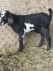 (4) Goats (Falfurrias TX) - 5