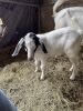(4) Goats (Falfurrias TX) - 6
