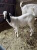 (4) Goats (Falfurrias TX) - 7