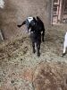 (4) Goats (Falfurrias TX) - 8