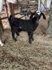 (4) Goats (Falfurrias TX) - 9