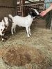 (4) Goats (Falfurrias TX) - 10