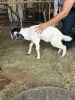 (4) Goats (Falfurrias TX) - 11