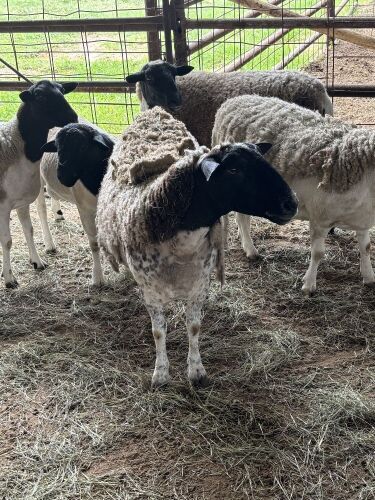 Flock of (5) Sheep, (Falfurrias TX)