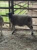 Flock of (5) Sheep, (Falfurrias TX) - 2