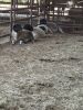 Flock of (5) Sheep, (Falfurrias TX) - 3