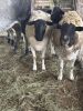 Flock of (5) Sheep, (Falfurrias TX) - 4