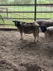 Flock of (5) Sheep, (Falfurrias TX) - 5