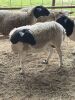 Flock of (5) Sheep, (Falfurrias TX) - 6