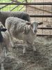 Flock of (5) Sheep, (Falfurrias TX) - 7