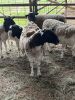 Flock of (5) Sheep, (Falfurrias TX) - 8