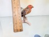 Goebel Bird Figurine - 2
