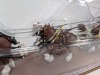 Budweiser Clydesdale Eight-Horse Hitch - 6