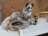 Taxidermied Platinum Fox