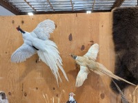 (2) Taxidermied Pheasants