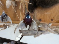(2) Taxidermied Pheasants