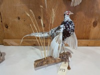 Taxidermied Piebald Ring-Neck Pheasant