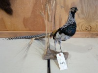 Taxidermied Lady Amherst Pheasant